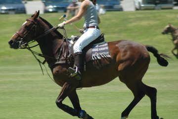 An estate manager may research polo ponies for their employer. An estate manager may research polo ponies for their employer.