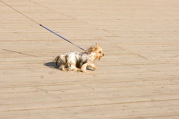 Walk dogs for extra income. Walk dogs for extra income.