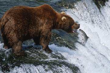 A bear attempting to catch a salmon swimming up river. A bear attempting to catch a salmon swimming up river.