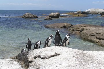 Cape Point penguins in South Africa Cape Point penguins in South Africa