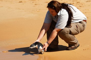 Vetenrinary nurse releases a rescued adult little penguin back into the wild near Sydney, Australia Vetenrinary nurse releases a rescued adult little penguin back into the wild near Sydney, Australia