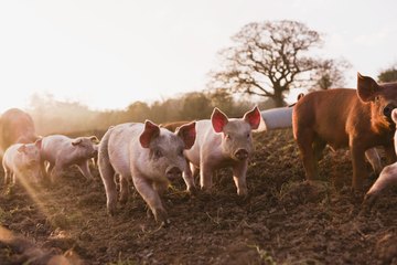 Pigs Pigs