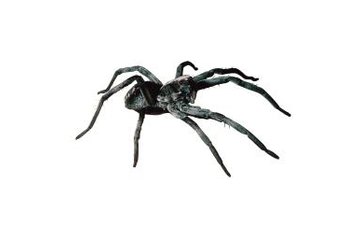 Comstock/Comstock/Getty Images Wolf spiders bite hard if they are startled or handled, but their venom is usually not dangerous.