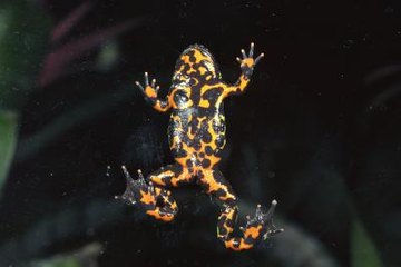 fire bellied toad facts toads bellies coloring orange their red