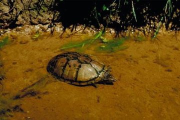 do pet turtles hibernate