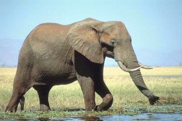 Finding water is important to an elephant's survival on the savanna.