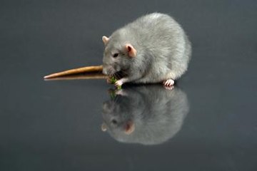 Jupiterimages/Photos.com/Getty Images Not everything that you eat is suitable for him.