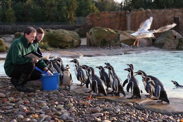 Zookeepers feed penguins at the London Zoo Zookeepers feed penguins at the London Zoo