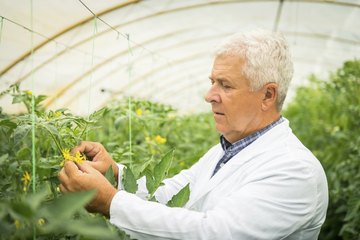 Biologist studying plants Biologist studying plants