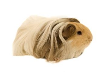 Jupiterimages/Photos.com/Getty Images Guinea pigs can go downhill quickly when sick. Take your cavy to the vet at the first sign of illness.