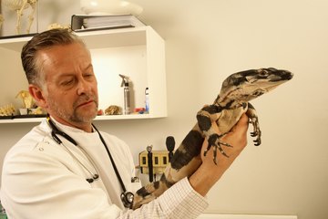 Exotic animal vet Exotic animal vet