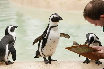 Zookeeper taking notes in penguin enclosure Zookeeper taking notes in penguin enclosure