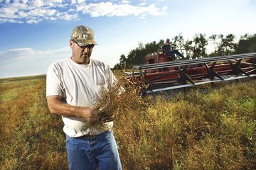 A farmer in a field inspects crops next to his plow A farmer in a field inspects crops next to his plow