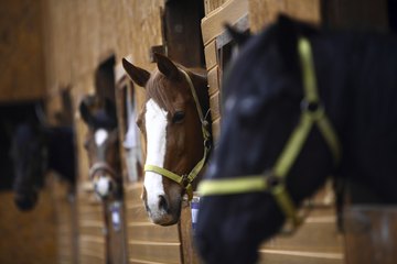 Horses in stable Horses in stable