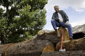 A logger is working cutting down trees. A logger is working cutting down trees.