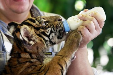 Simply put, wildlife veterinarians specialize in the treatment of wild animals. Simply put, wildlife veterinarians specialize in the treatment of wild animals.