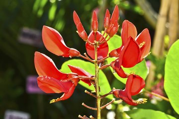 Tropical flowers. Tropical flowers.