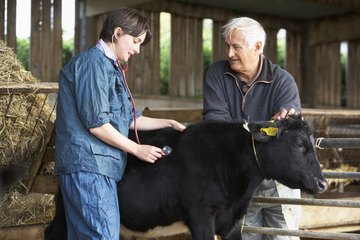 Livestock vet Livestock vet