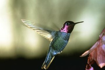 pacific northwest hummingbird information animals mom me pacific northwest hummingbird information animals mom me