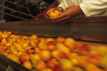 Checking peaches on a conveyor belt for quality standards Checking peaches on a conveyor belt for quality standards