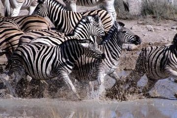 zebra species many there zebras investigate feeding herds areas form