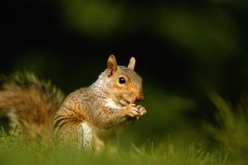 squirrel squirrels keep fake away does snake repellent snakes tails food animals moving getty their wag mean sitting smells homemade