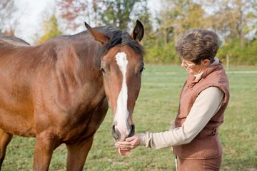 Trainer feeding horse Trainer feeding horse