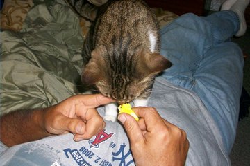 Taking care of pets when owners are away for a day or a week is a great part-time job - Alison Diana Taking care of pets when owners are away for a day or a week is a great part-time job - Alison Diana