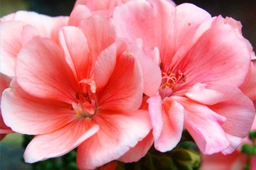 A taxonomist seeks out unknown plant species A taxonomist seeks out unknown plant species