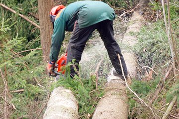 Calculating trees cut or planted involves the use of polynomial math. Calculating trees cut or planted involves the use of polynomial math.