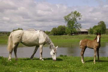 Animal scientists develop livestock strategies. Animal scientists develop livestock strategies.