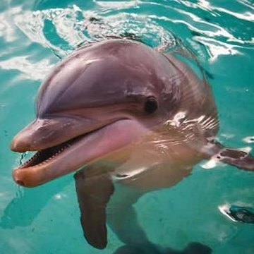 http://www.hickerphoto.com/dolphin-pictures-cat.htm