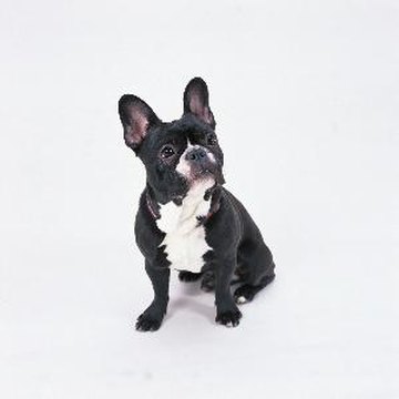 french bull dog image by Trina Mole from Fotolia.com