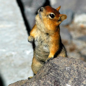 chipmunk image by Reinhard Marscha from Fotolia.com