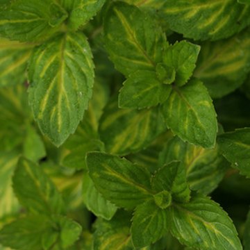 mint leaves edible