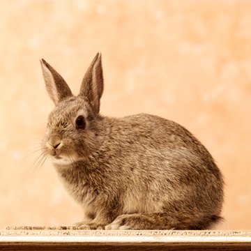 rabbit image by Han van Vonno from Fotolia.com