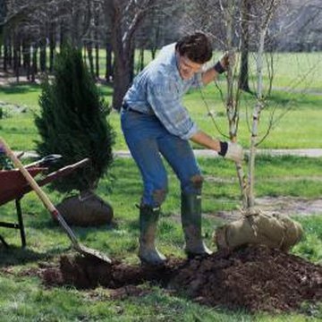 root stimulator for trees