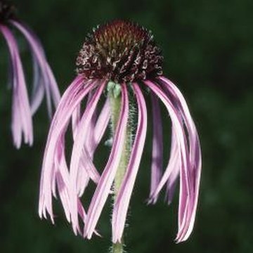 should coneflowers be cut back when the bloom dies home should coneflowers be cut back when the bloom dies home
