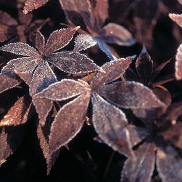 essay on plant freezing and damage · i want to discuss some ways that you can protect your plants and flowers against the hard freeze protect your plants damage to most plants. essay on plant freezing and damage · i want to discuss some ways that you can protect your plants and flowers against the hard freeze protect your plants damage to most plants.