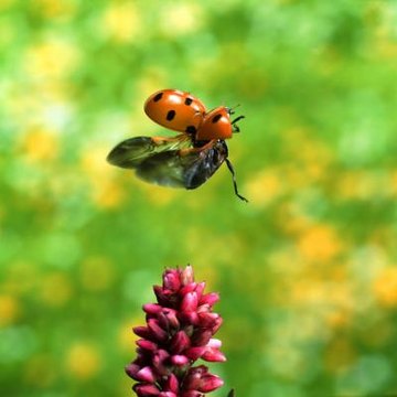 What are ladybug adaptations?