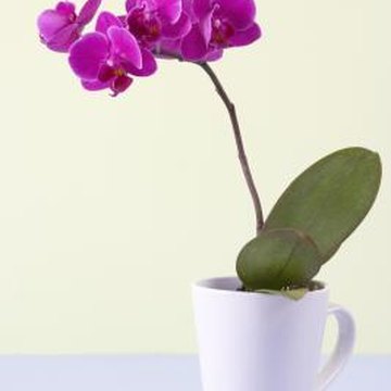what to do with an orchid after the flowers fall off home guides sf gate what to do with an orchid after the flowers fall off home guides sf gate