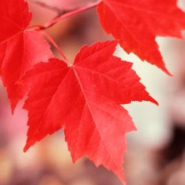 maple tree eat how to identify insect damage to maple trees home guides sf gate maple tree eat how to identify insect damage to maple trees home guides sf gate
