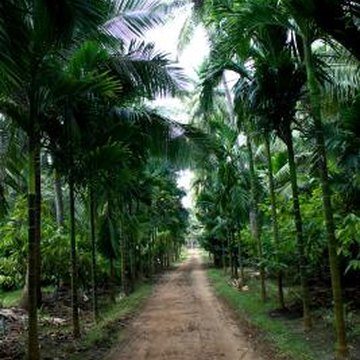 Front Yard Landscape Ideas With Palm Trees | Home Guides | SF Gate