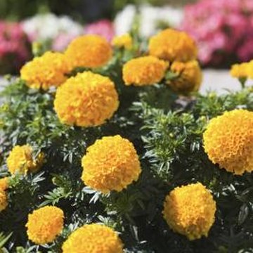 how to grow marigold from seed heads home guides sf gate how to grow marigold from seed heads home guides sf gate