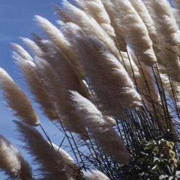 How to Divide Miscanthus | Home Guides | SF Gate