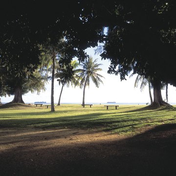 Scenery with benches and palm trees