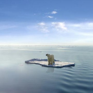Bear on floating ice