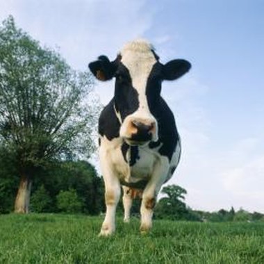 David De Lossy/Photodisc/Getty Images You will need a great deal of material to make a life-size papier-mache cow.