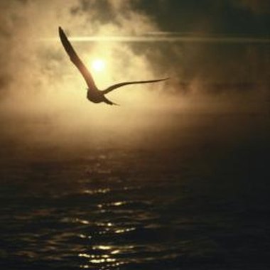 Ablestock.com/AbleStock.com/Getty Images Ornithopters imitate the action and physical properties of a bird in flight.