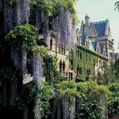 Jupiterimages/Photos.com/Getty Images Wisteria plants add color and whimsy to dollhouse landscaping.
